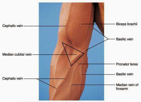 Common sites of veins for Intravenous Cannulation